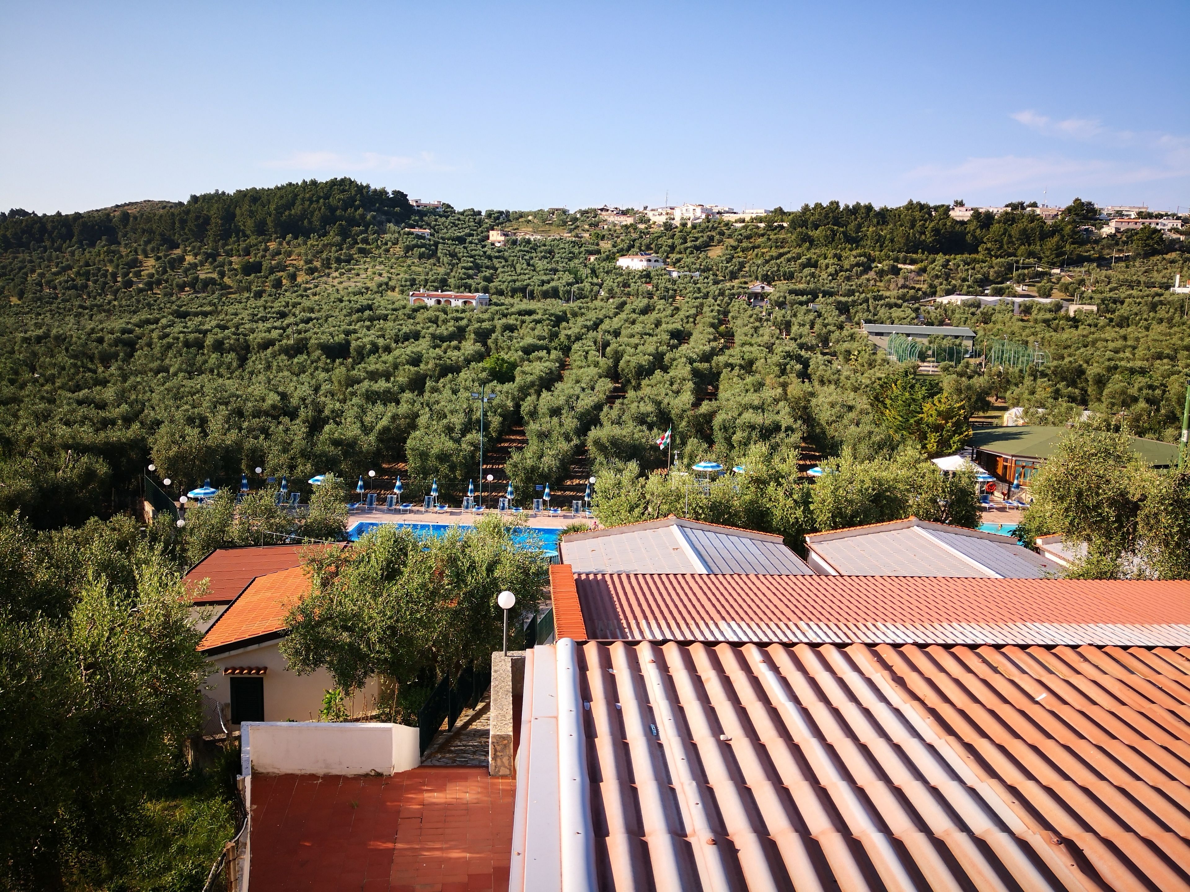 A view of a hillside with olive groves, a swimming pool, and buildings with red-tiled roofs.