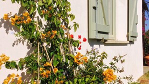 Un edificio bianco con persiane verdi e una pianta rampicante con fiori gialli.