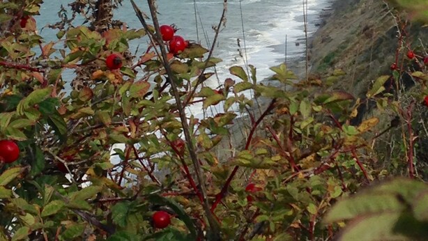 A coastal landscape with a beach and rocky cliffs. - Private Beach Access, Clean, Comfortable Home between Sequim & Port Angeles  (Port Angeles)
