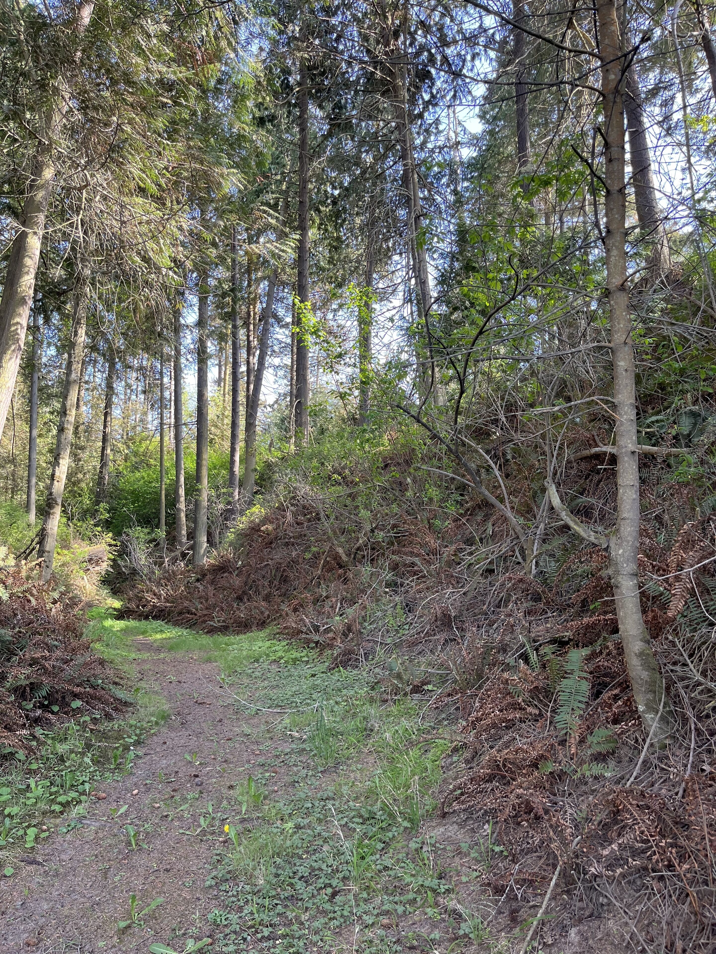 Een bosweg omringd door hoge bomen en dichte begroeiing.