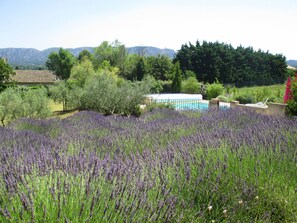 Camp de lavanda amb una piscina i un edifici al fons.
