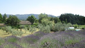 A lavender field with a house and pool in the background.