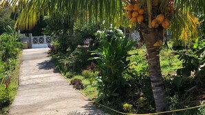 A concrete pathway flanked by lush greenery and a palm tree with coconuts.