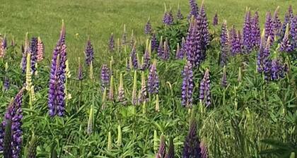 Cottage Lune de Miel (animaux acceptés)