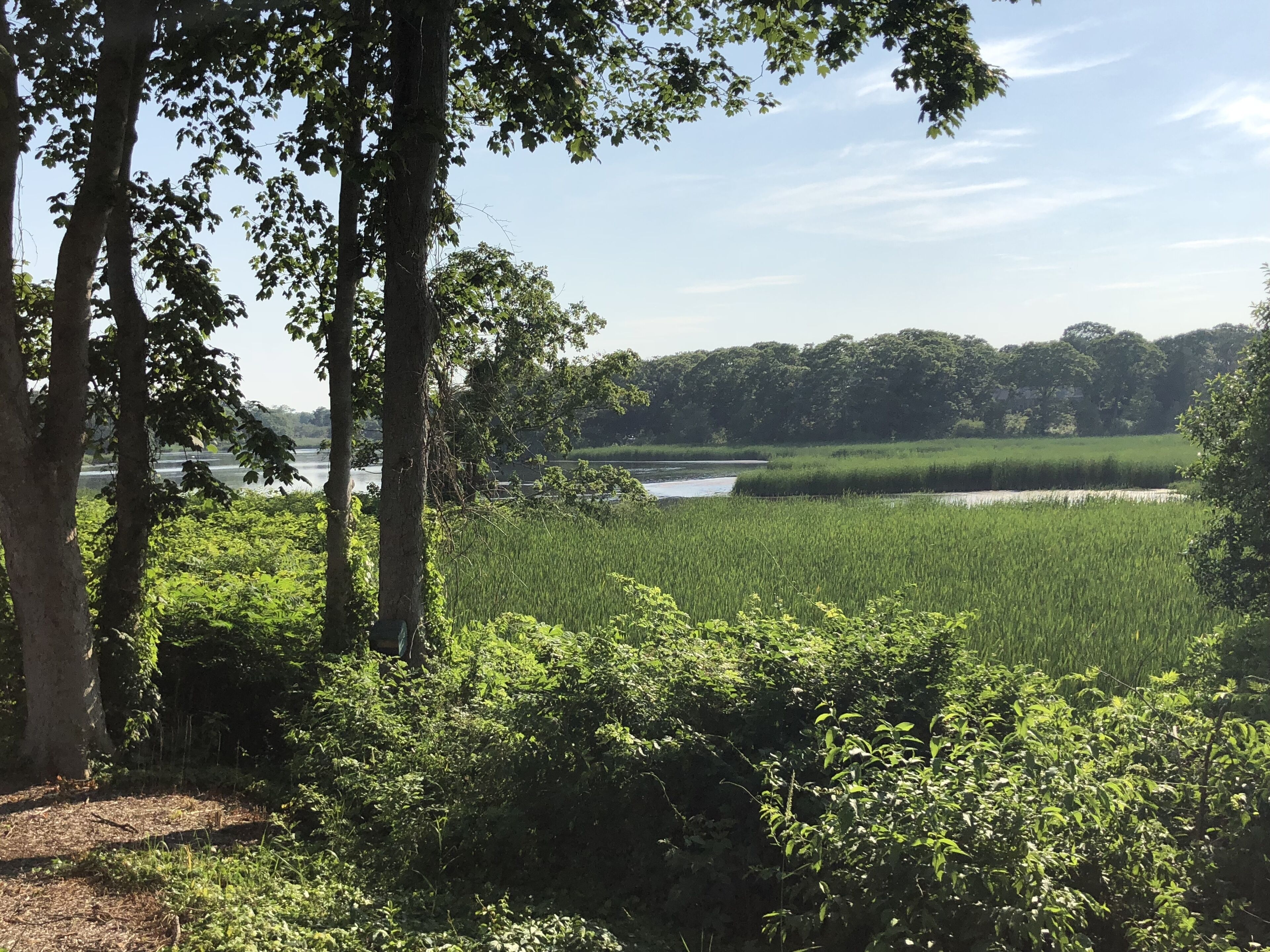 A natural landscape with a body of water, dense greenery, and trees.