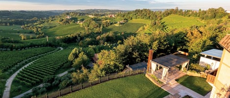 A vineyard with terraced fields, a small building with a roof, and a paved pathway.