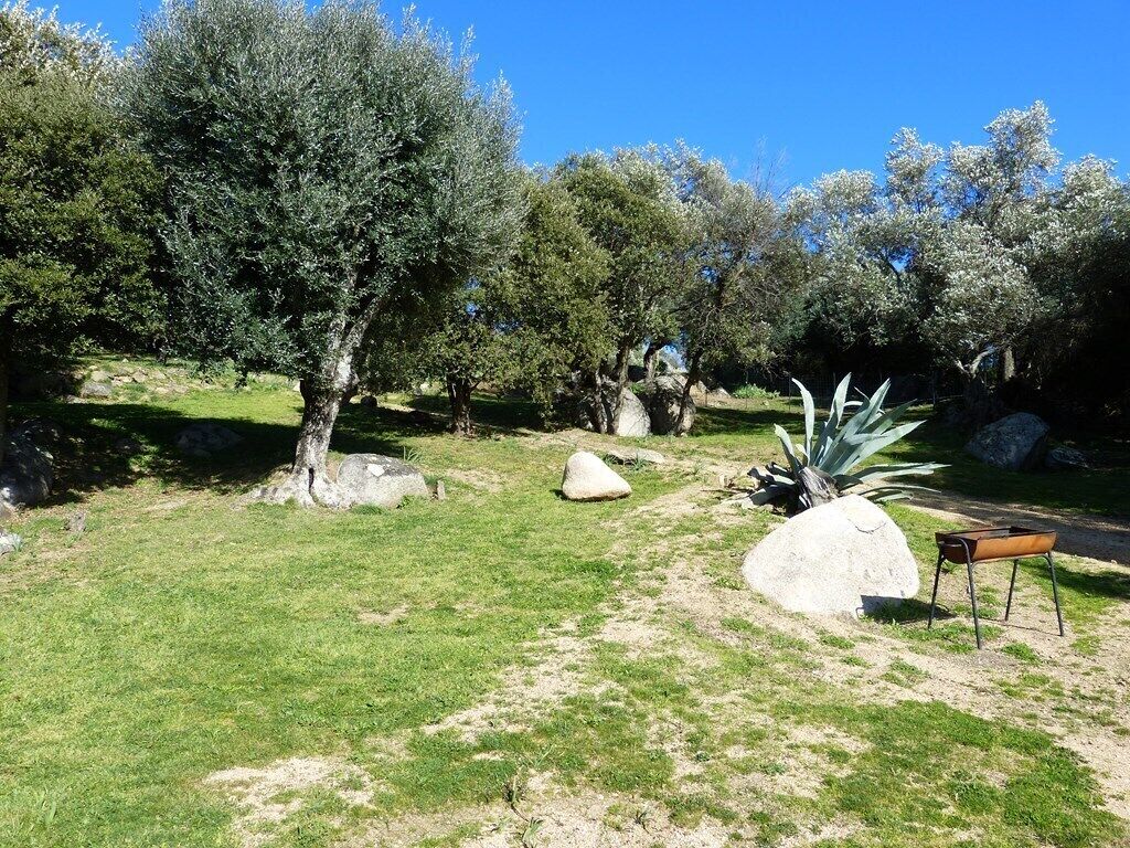 Un jardín ajardinado con olivos, rocas grandes y un banco.