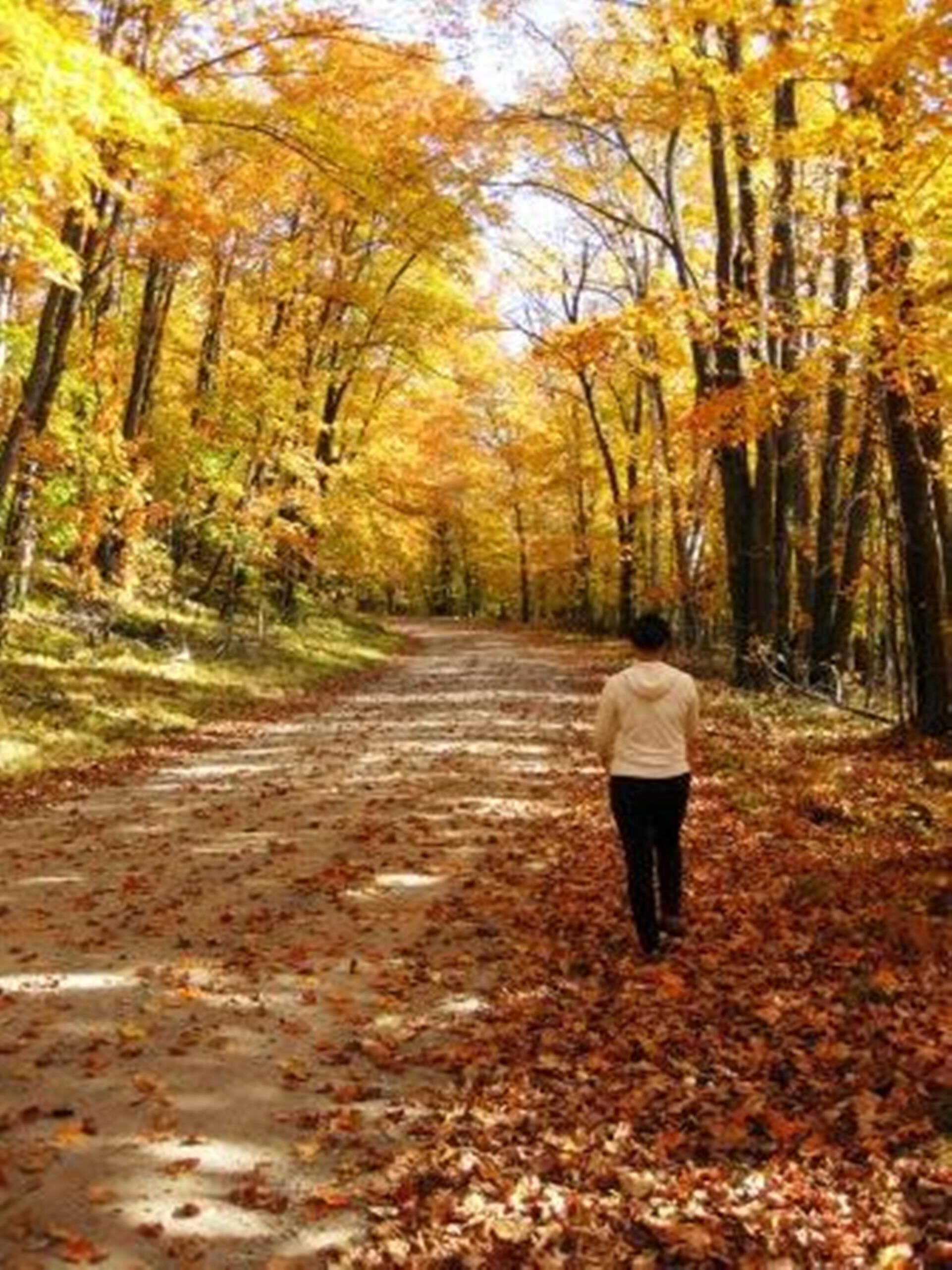 Un sentier qui traverse une forêt aux feuilles d’automne.
