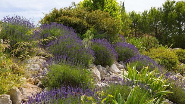 A garden with lavender plants, rocks, and various shrubs. - Stylish Family Villa in Félines (Félines-Minervois)