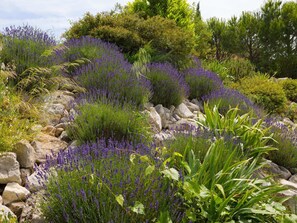 Stroll through a serene garden surrounded by lush greenery and vibrant flowers.