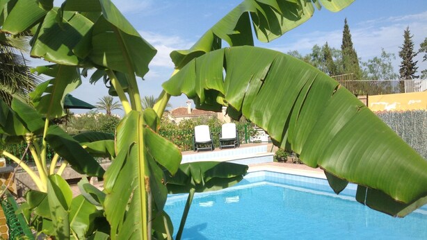A swimming pool surrounded by lush greenery, including large banana leaves. - Beautiful country house with private pool in Elche for 7 people. (elche)