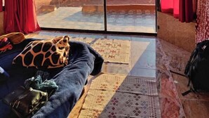 A room with a large window offering a desert view, patterned curtains, a bed with a giraffe-patterned pillow, and a rug. - Wadi Rum Desert Tours Camp (Wadi Rum)