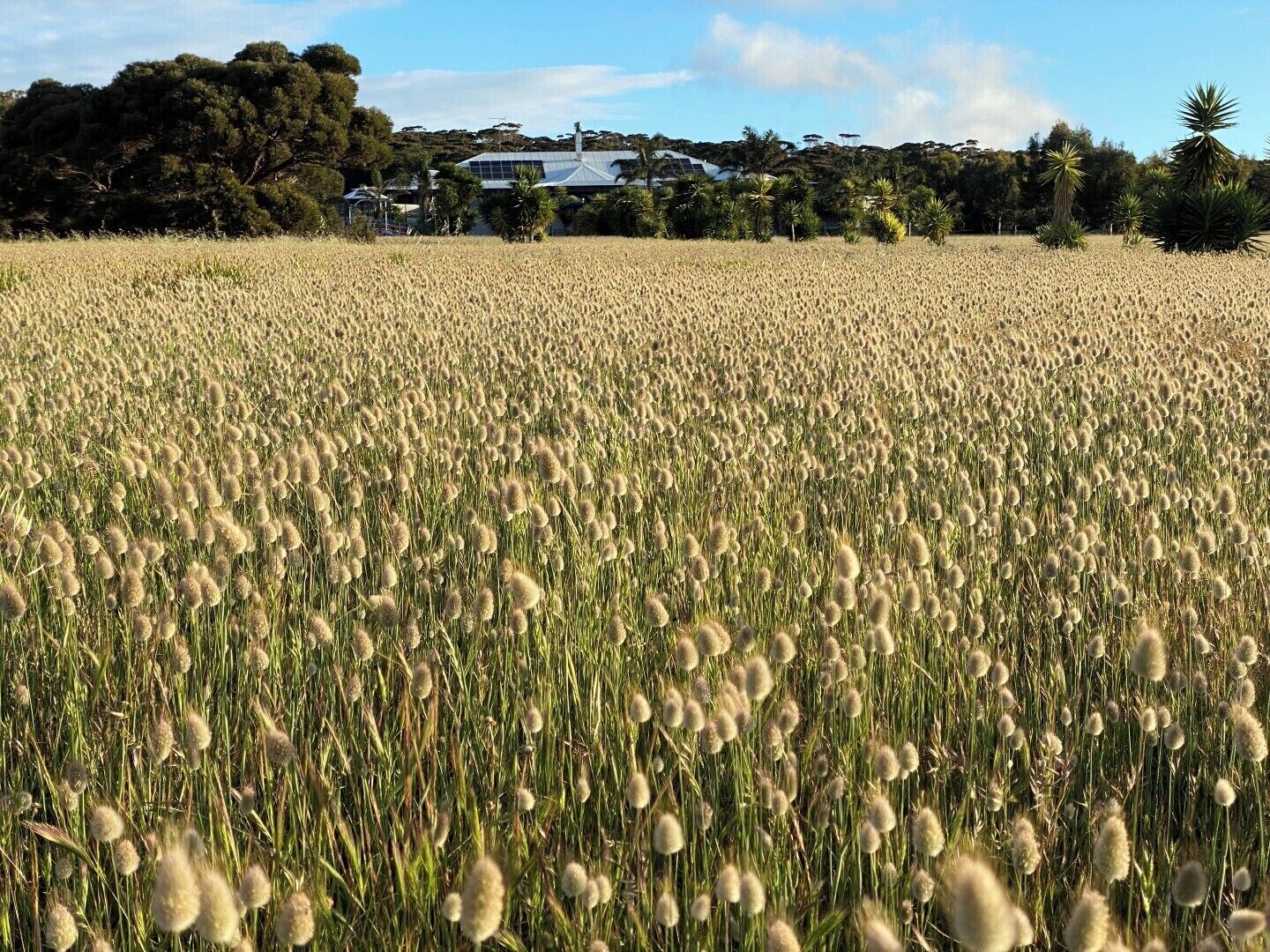 A field of tall, golden grass with a house in the background.