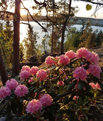 Villa Ahvenkallio, swimming, kayaks, fishing, horse/pony riding, hiking, skiing