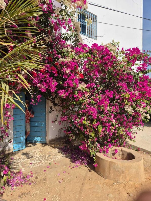 A building with a blue door and a pink flowering bush in front.
