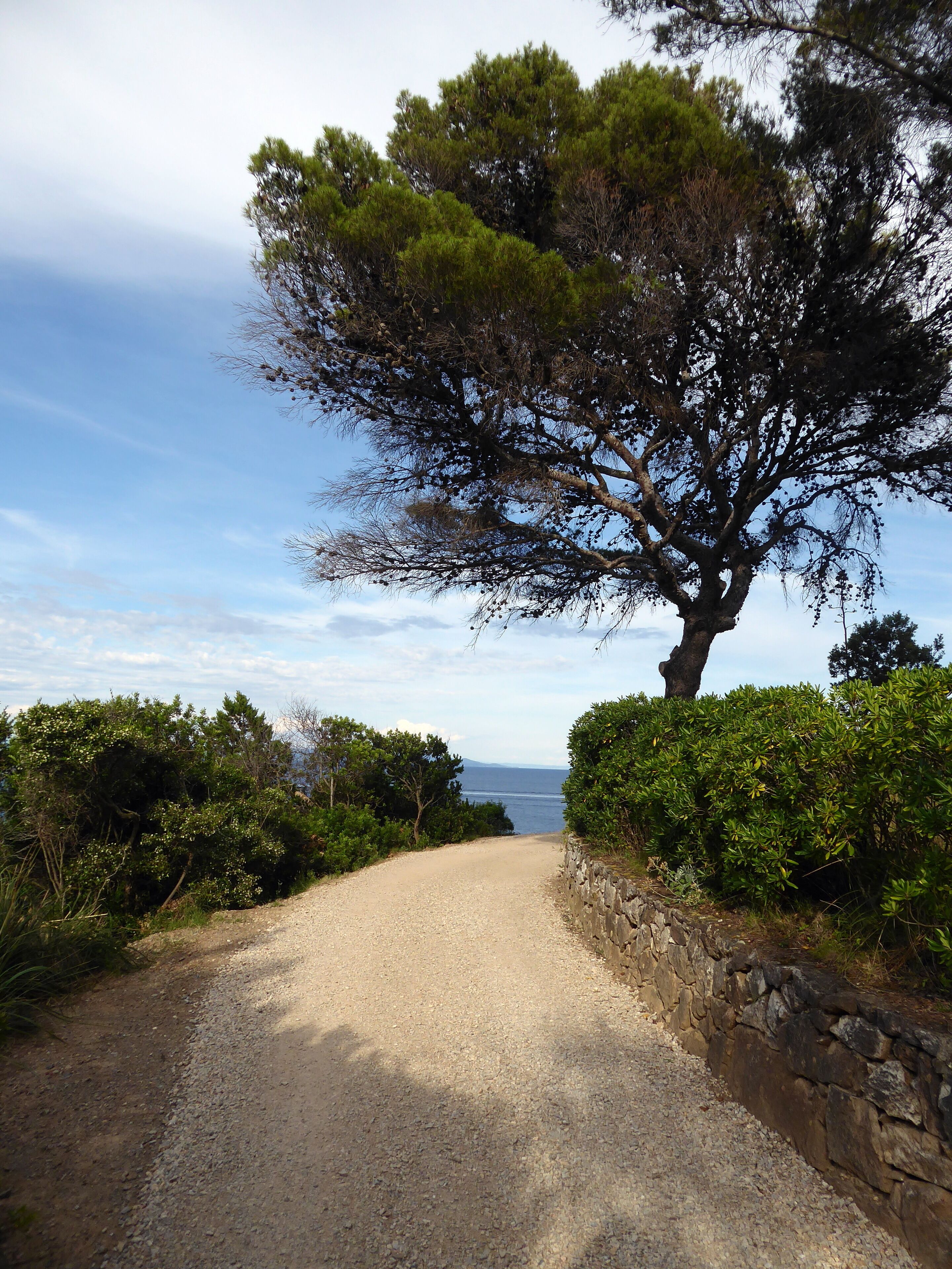 A gravel path leading to a stone wall with a tree on the right.