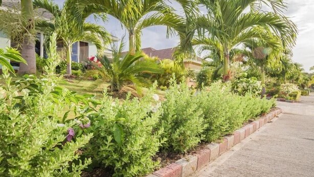 Een woonwijk met een rij huizen, palmbomen en een verzorgde tuin met verschillende struiken.