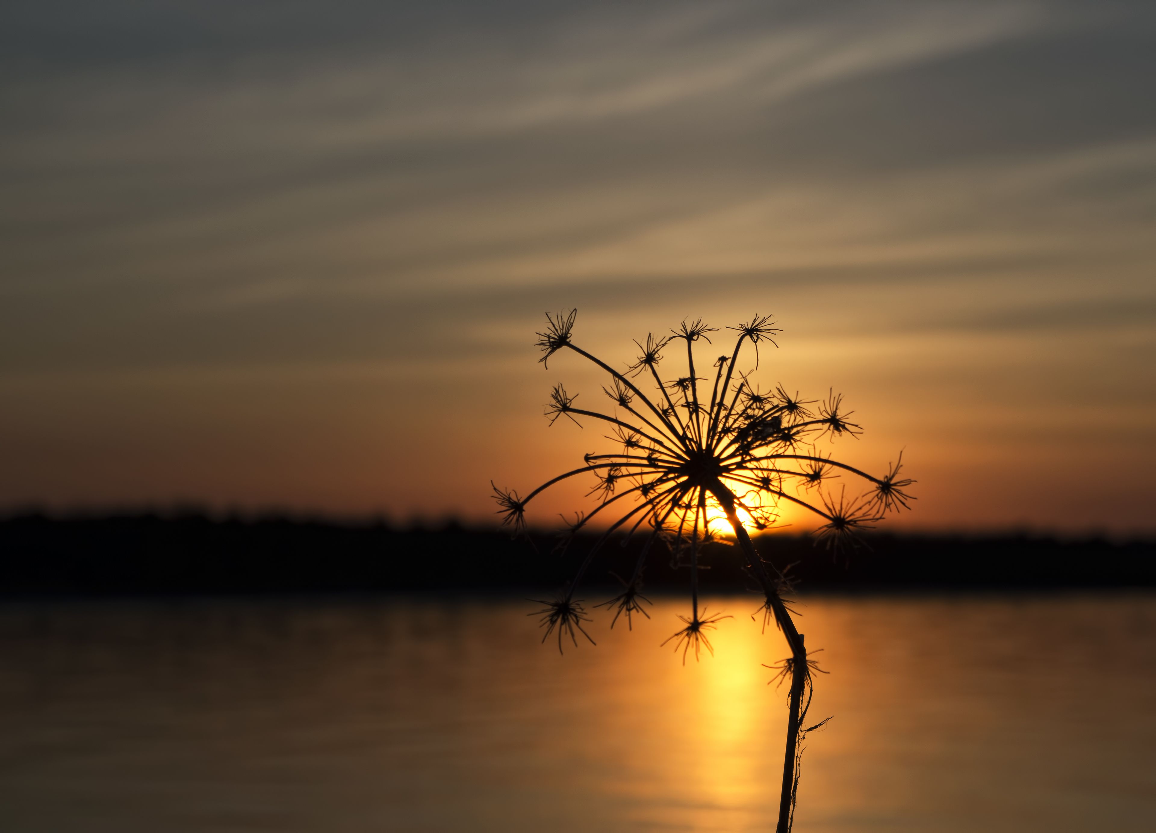 Silueta de un diente de león contra un atardecer sobre aguas tranquilas.