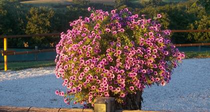 IL PINO: apartment within farmhouse just 15 minutes far from Assisi.