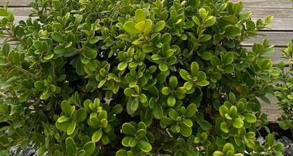 Beautiful house on the sea qd in Jacaraípe