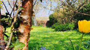 Un jardin avec un sentier, de la verdure et une seule tulipe jaune.