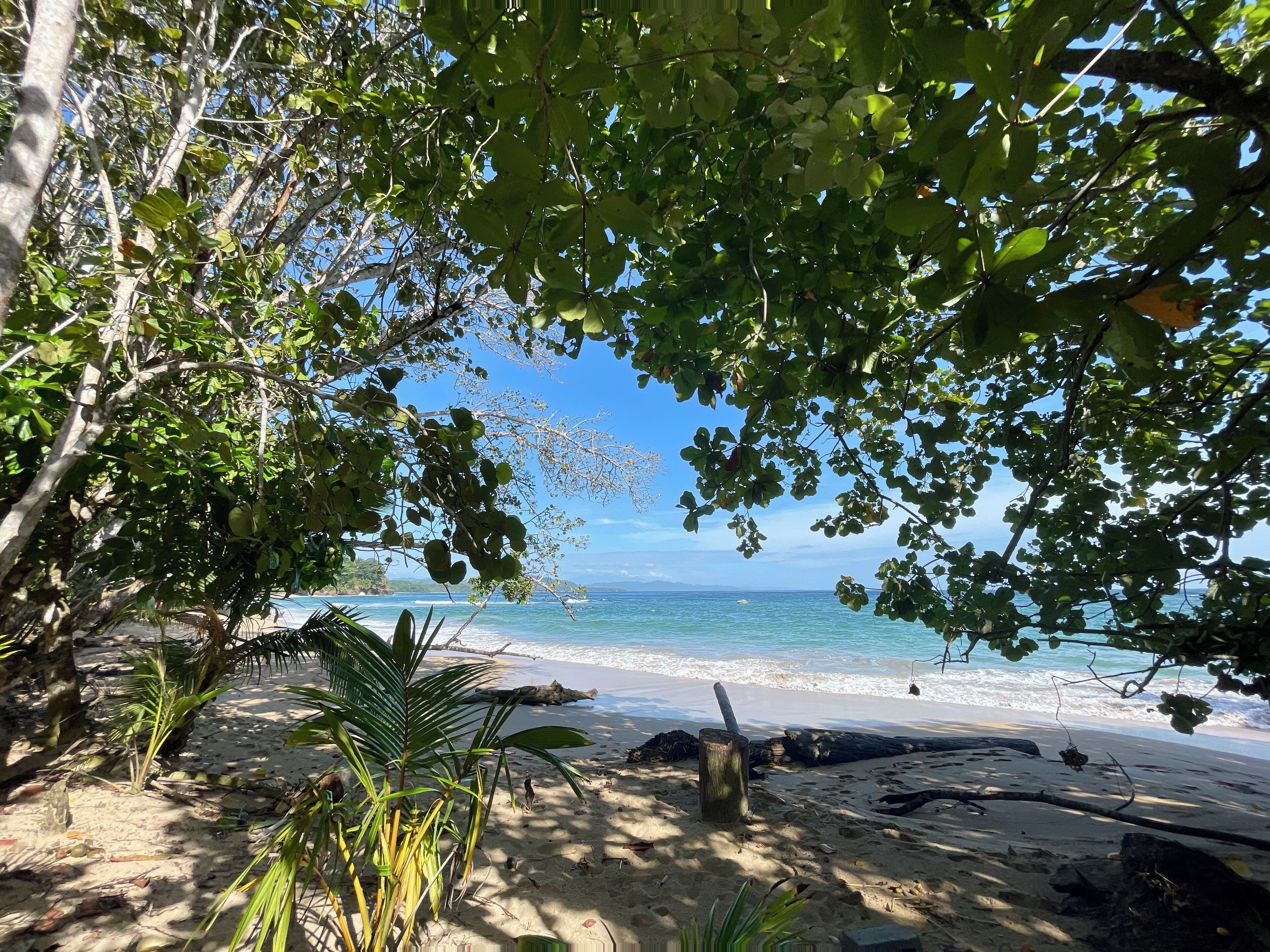 A beach with clear blue water, sandy shore, and lush greenery.