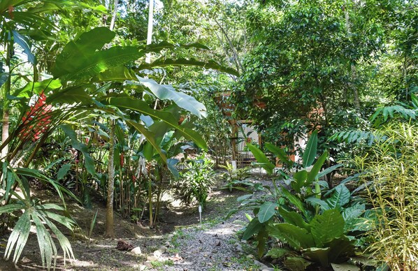 A lush garden with various tropical plants and a pathway leading through it. - Satta Lodge (Cahuita)