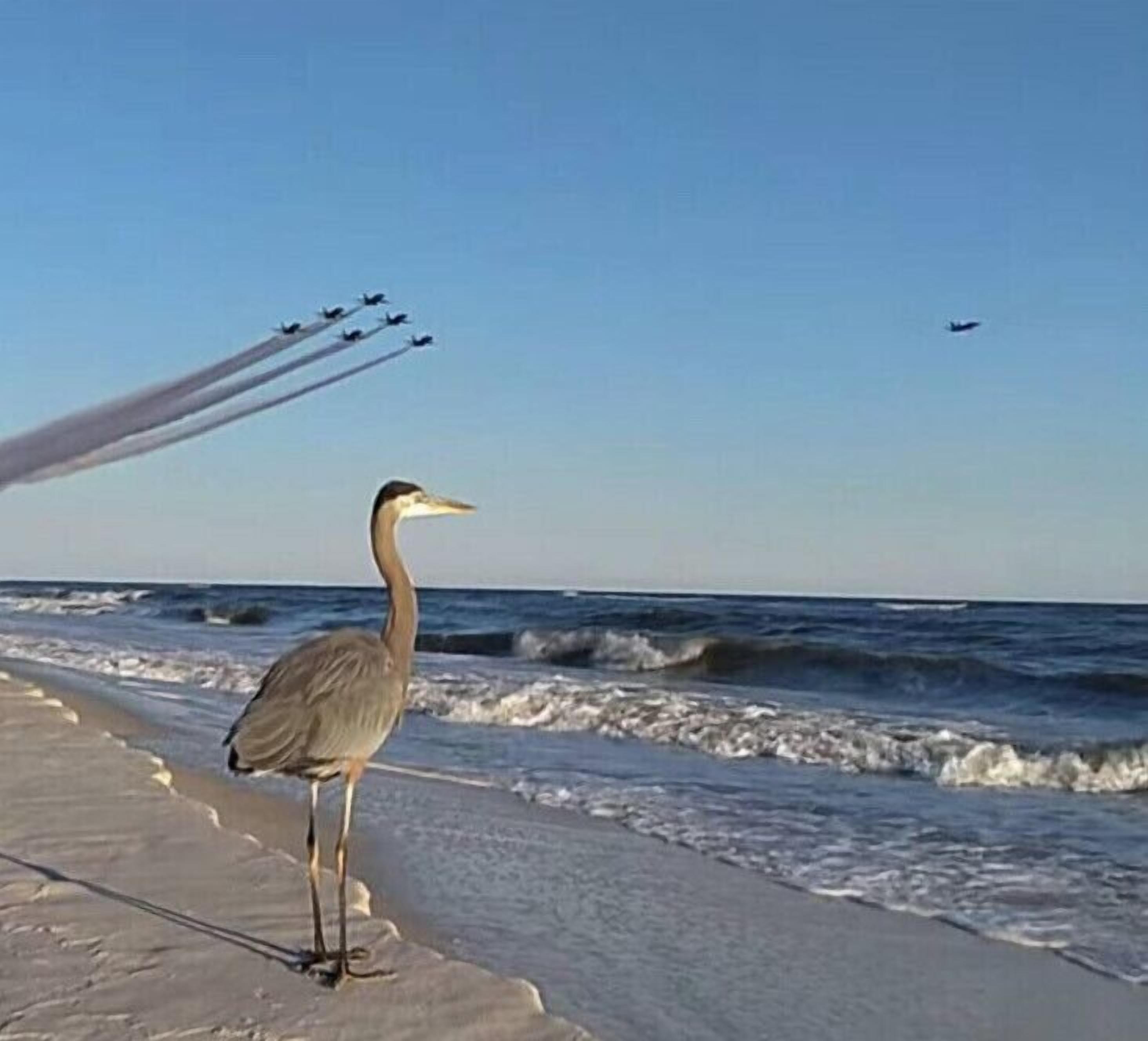 Een vogel staat op een strand, met golven op de achtergrond en een vliegtuig in de lucht.