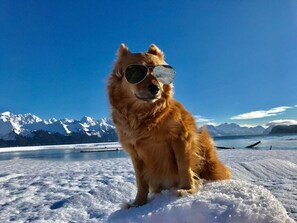 Guests can enjoy serene mountain views with their furry friends.