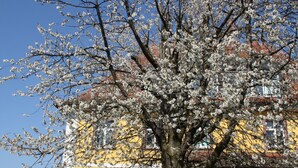 Ein Baum mit weißen Blüten vor einem gelben Gebäude mit Fenster und Tür.