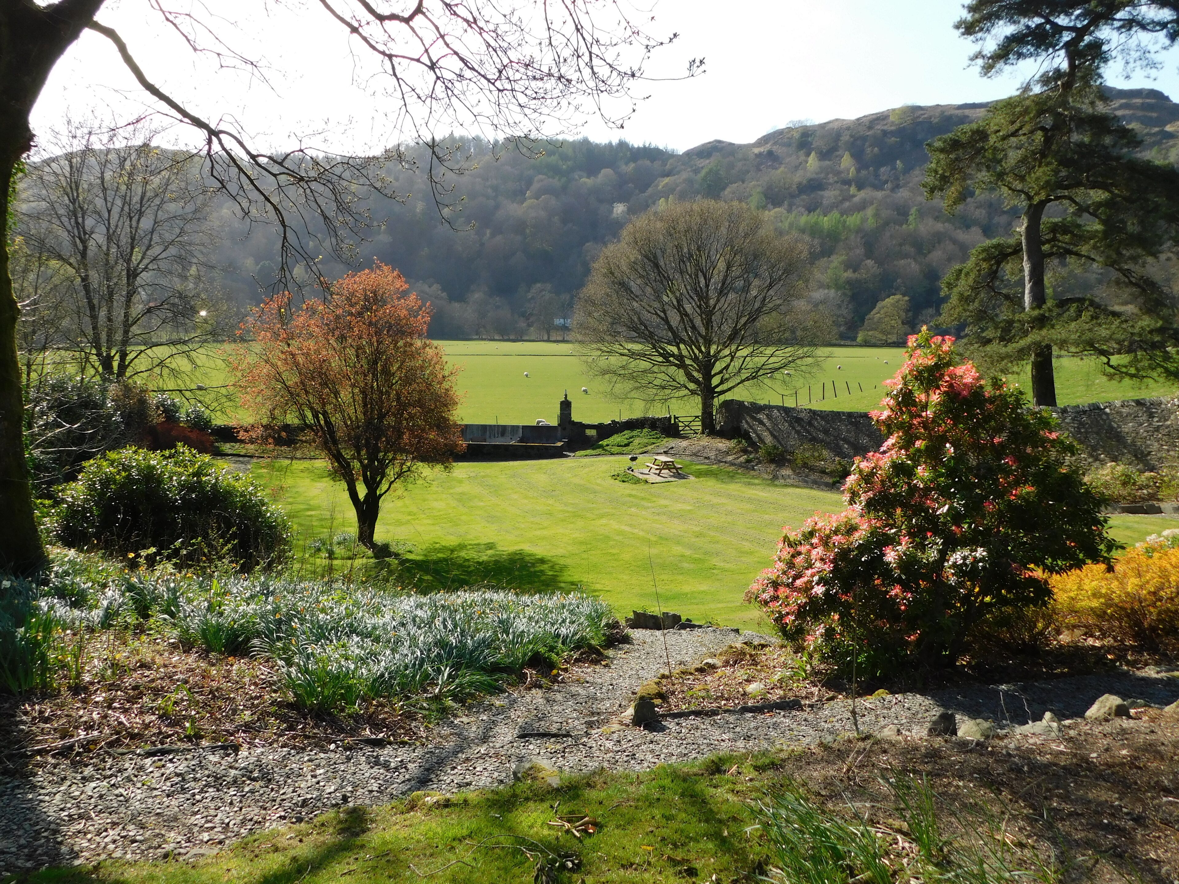 A rural landscape with a stone wall, a grassy field, and a tree with pink flowers.
