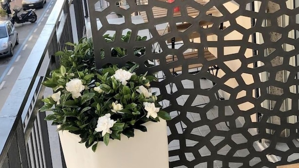 Un balcón con una celosía de diseño geométrico, una maceta blanca con flores blancas, y vistas a coches aparcados y edificios al fondo.