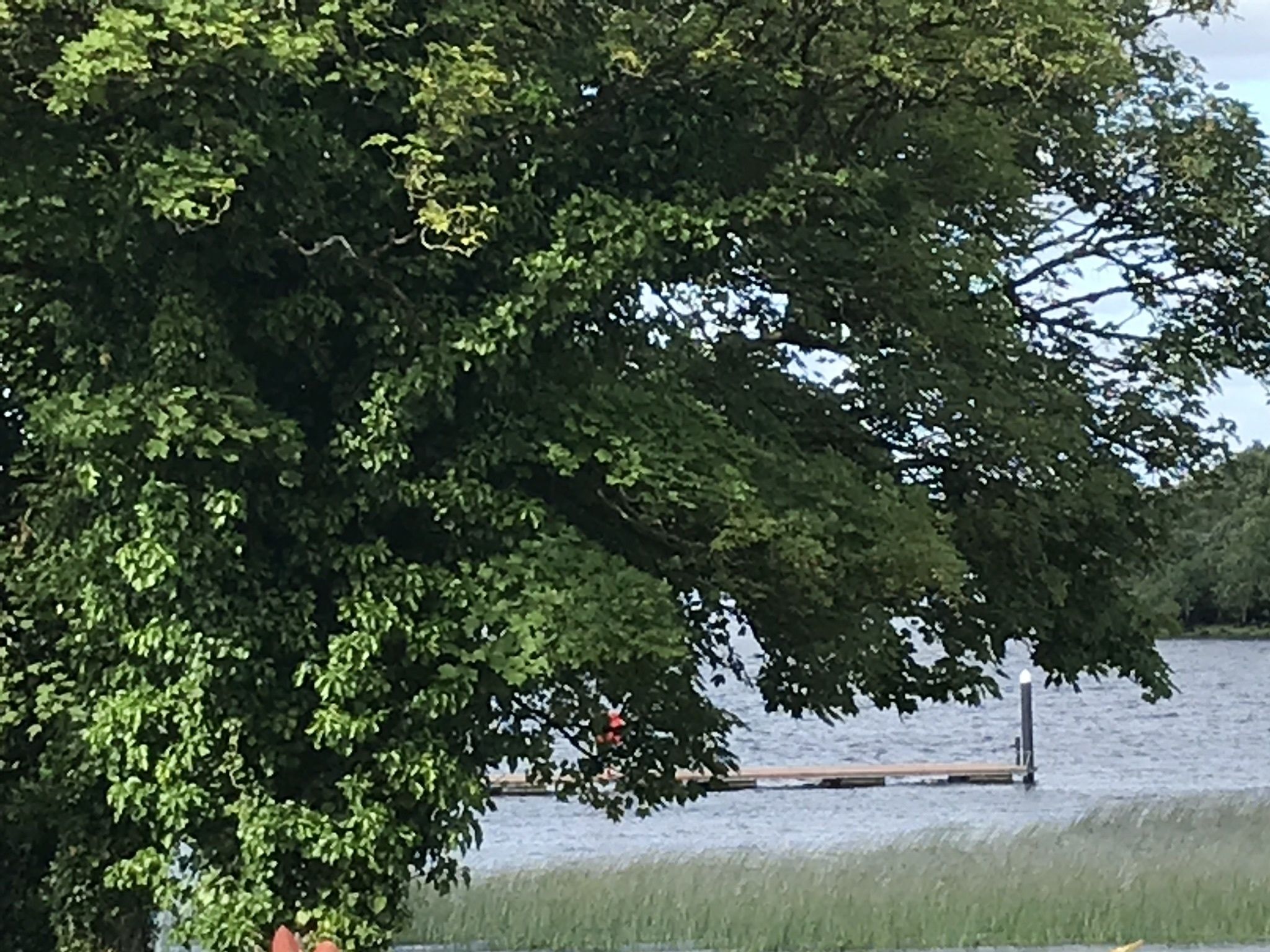 A large tree with dense foliage in front of a body of water.