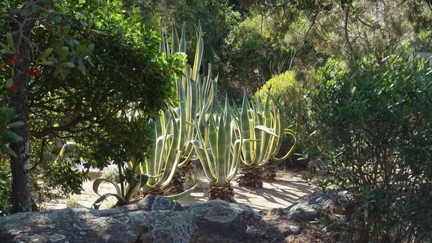 Exterior detail - Domaine de la Punta (Porto-Vecchio)