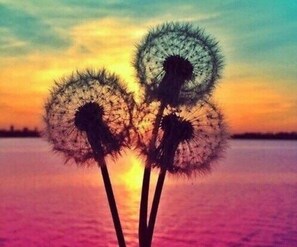 Three dandelions silhouetted against a sunset over water.