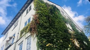A building with a white facade and a large section covered in green ivy.