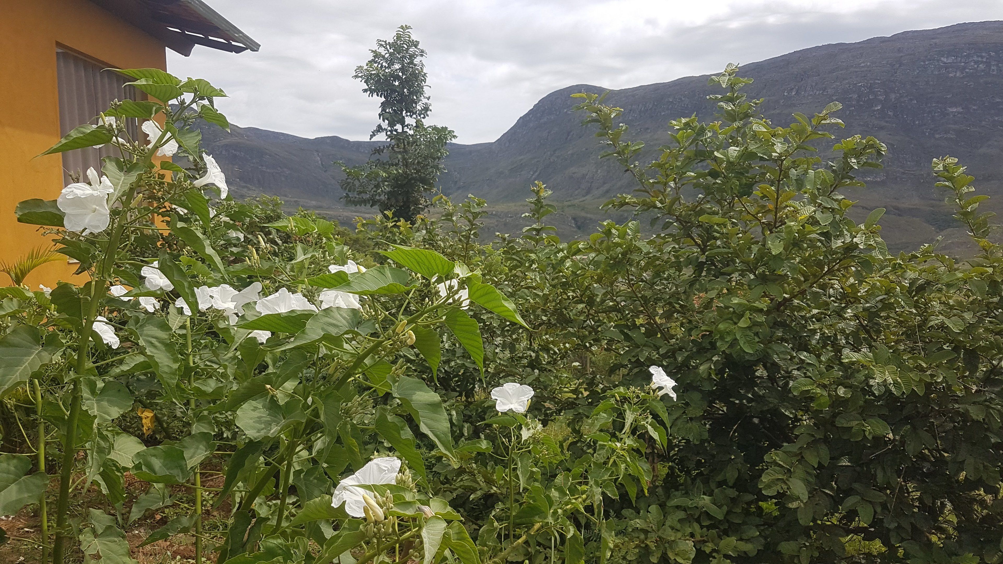 Un jardín con flores blancas y follaje verde, un edificio amarillo y montañas al fondo.