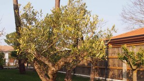 A tree with a thick trunk and dense foliage in a grassy area. - VILLA WITH HEATED SWIMMING POOL / HOUSE WITH HEATED POOL (Lège-Cap-Ferret)