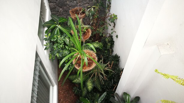Um jardim interior estreito, com vasos suspensos e diversas plantas verdes.