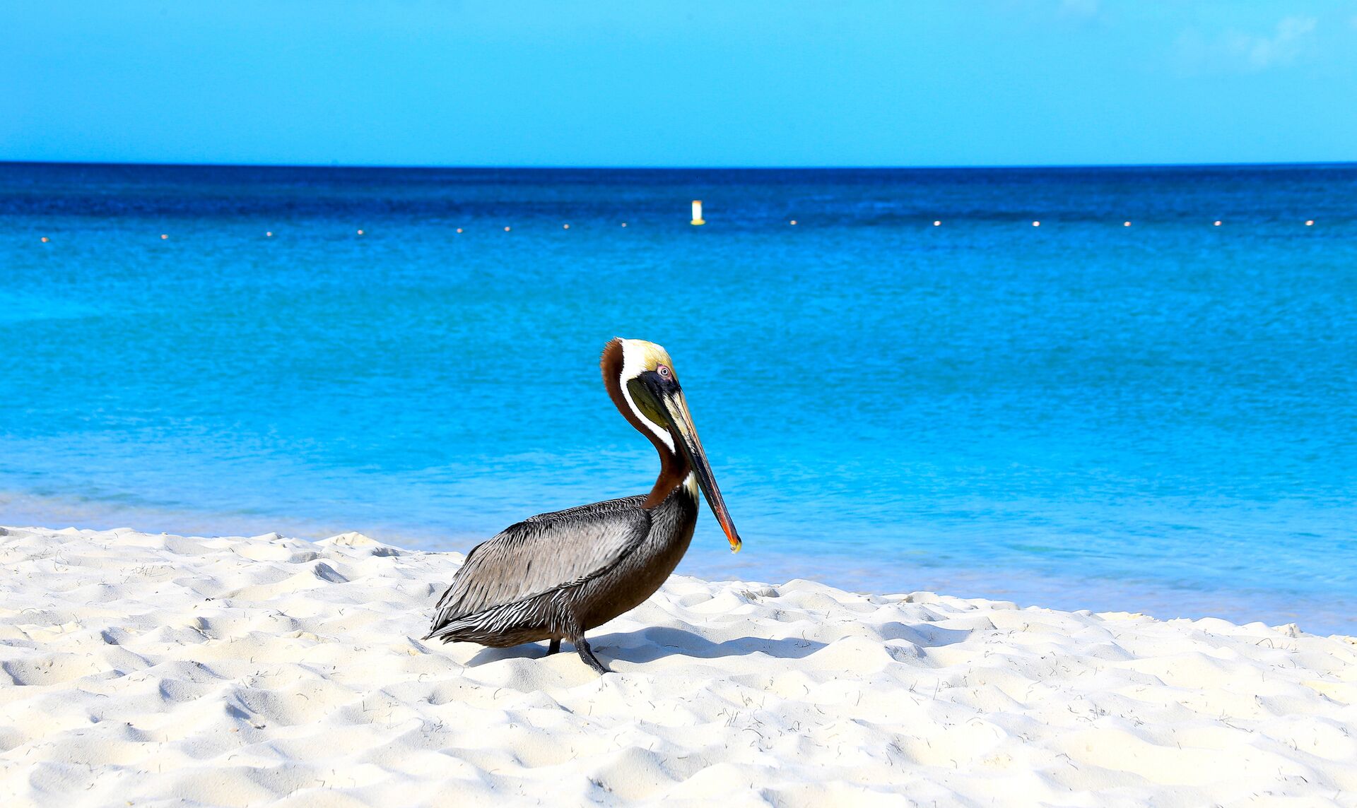 Un pélican se tient sur une plage de sable, avec un océan bleu et limpide en arrière-plan.