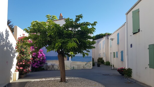 A narrow street with a tree in the center, surrounded by white buildings with green shutters, leading to a body of water. - Vacation atmosphere - House - Swimming pool - Île de Ré (La Flotte en Ré)