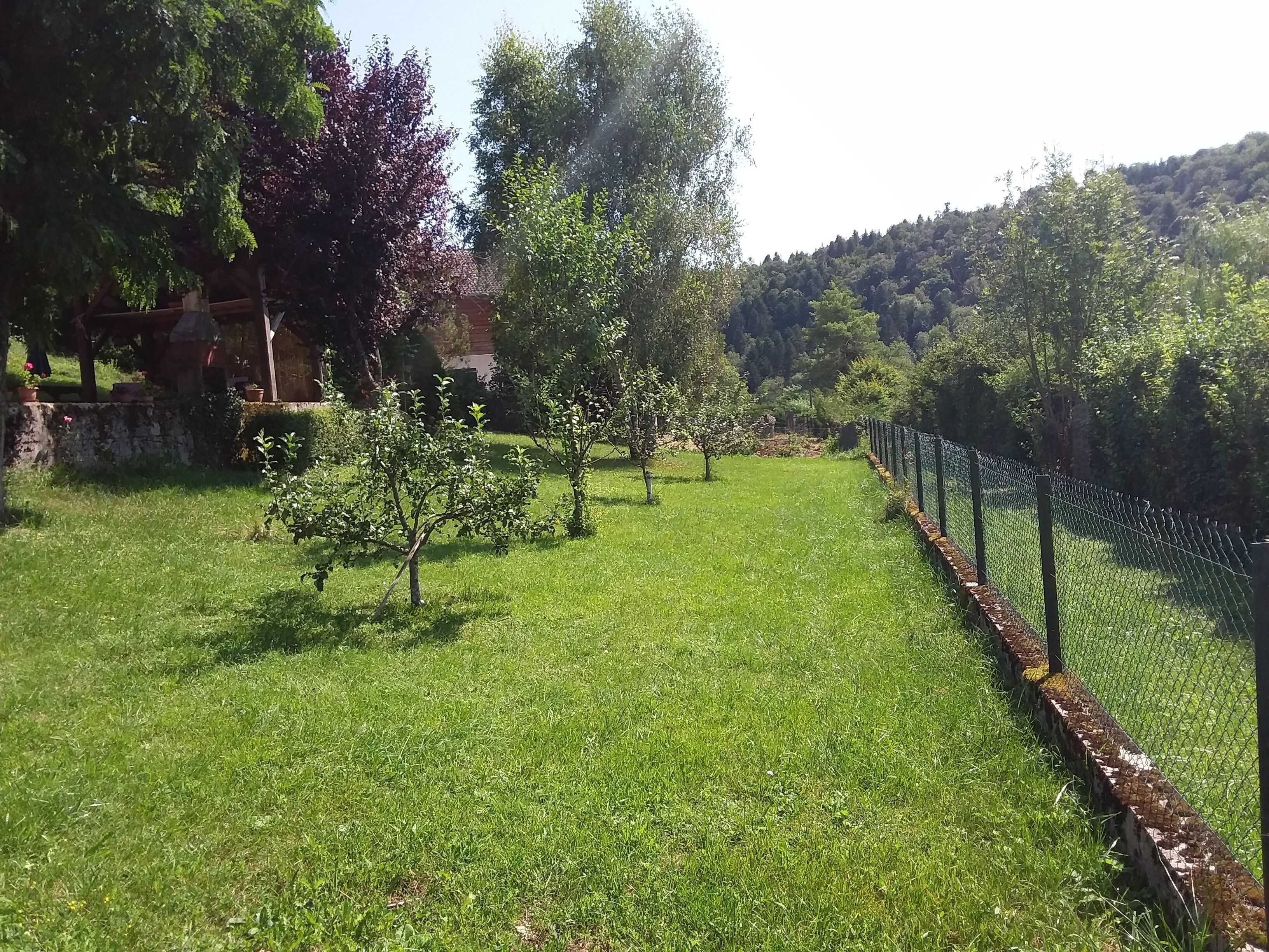 Une zone herbeuse avec des arbres et une clôture en treillis métallique.