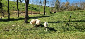 Miscellaneous - Country's Edge Near The Ark Encounter  (Berry)