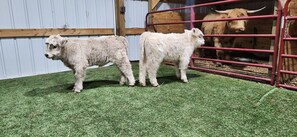 Miscellaneous - Country's Edge Near The Ark Encounter  (Berry)