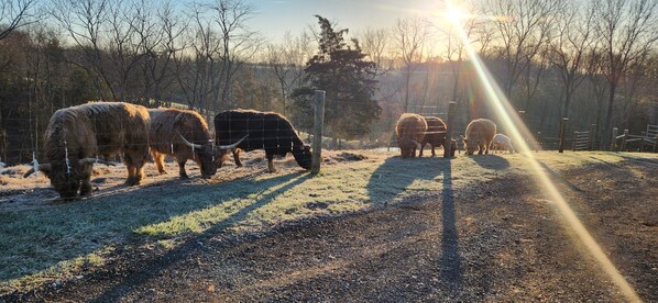 Miscellaneous - Country's Edge Near The Ark Encounter  (Berry)