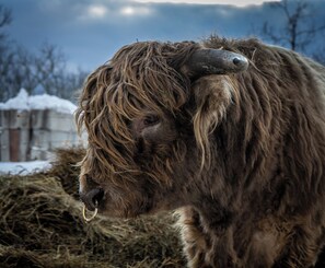 Miscellaneous - Country's Edge Near The Ark Encounter  (Berry)