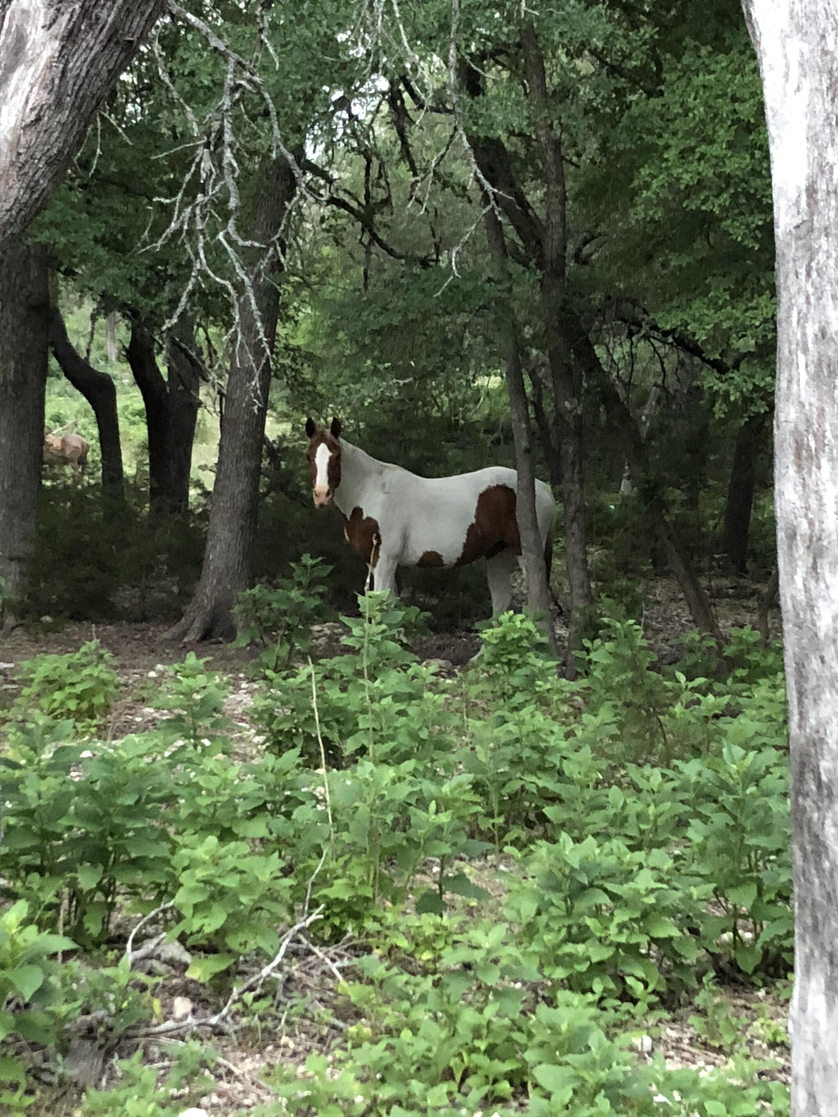 A horse standing in a wooded area with trees and greenery.