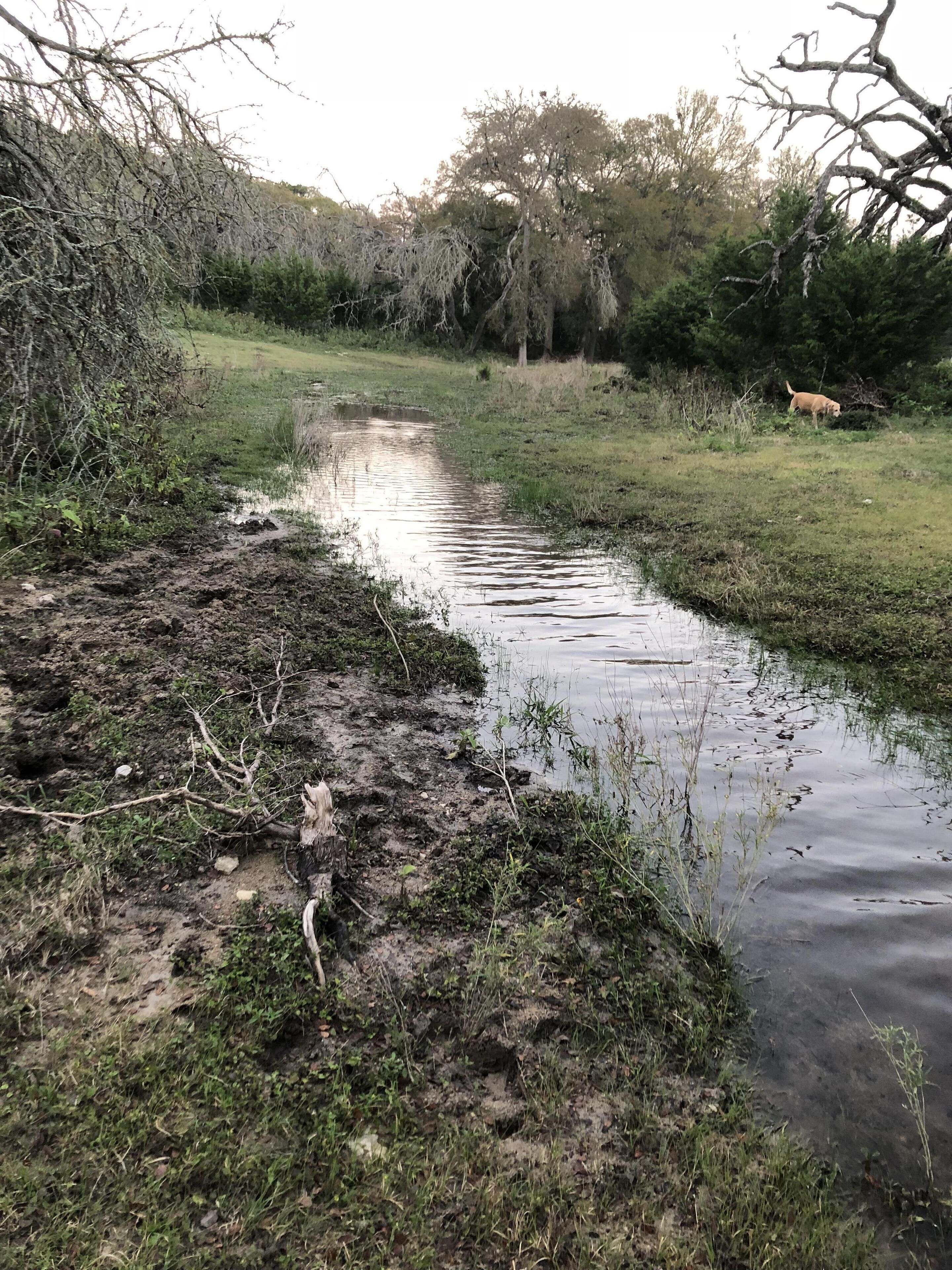 Un ruisseau boueux, avec un chien sur la rive droite.