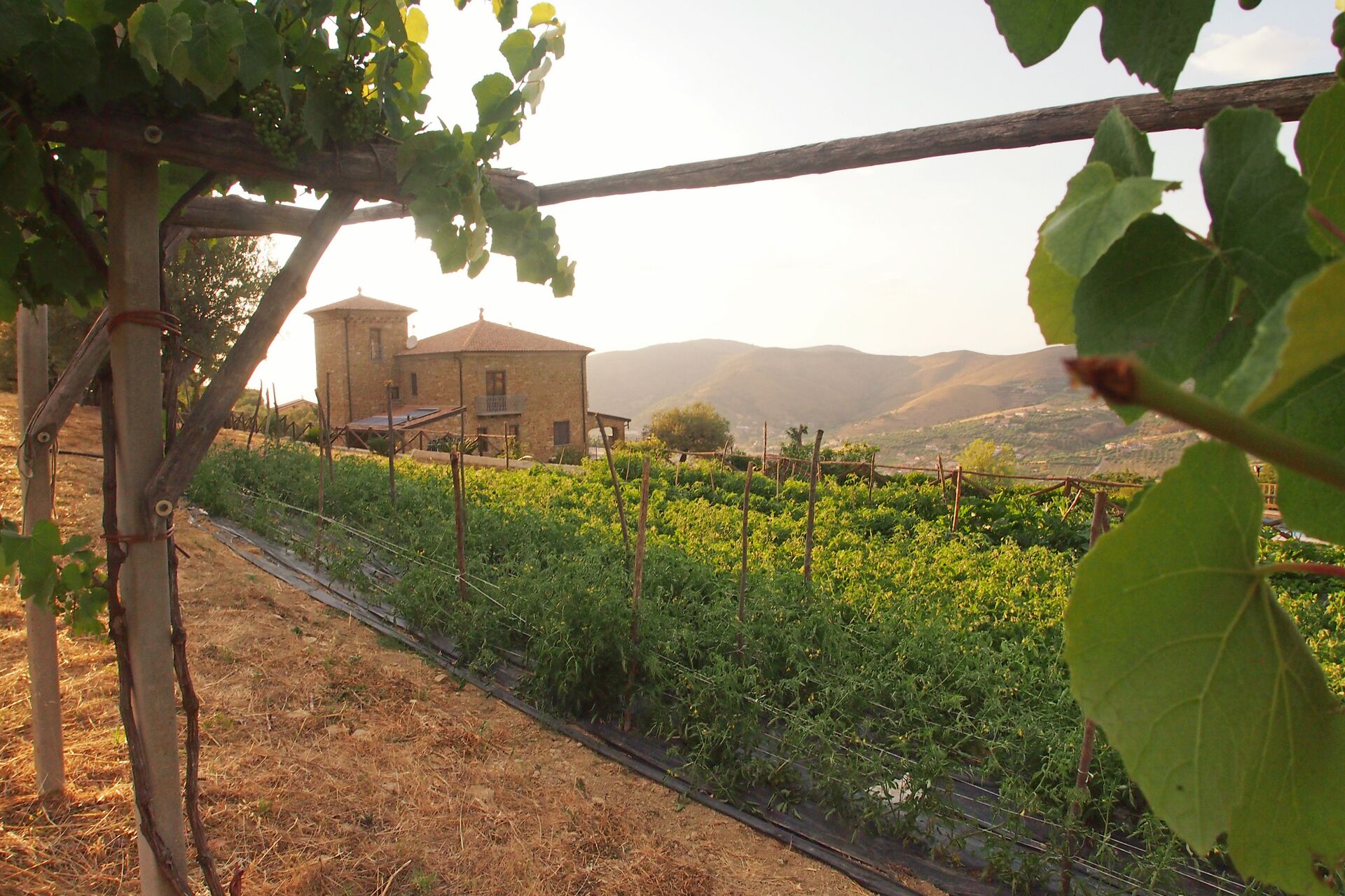 A vineyard with rows of grapevines, a stone building, and a mountainous backdrop.