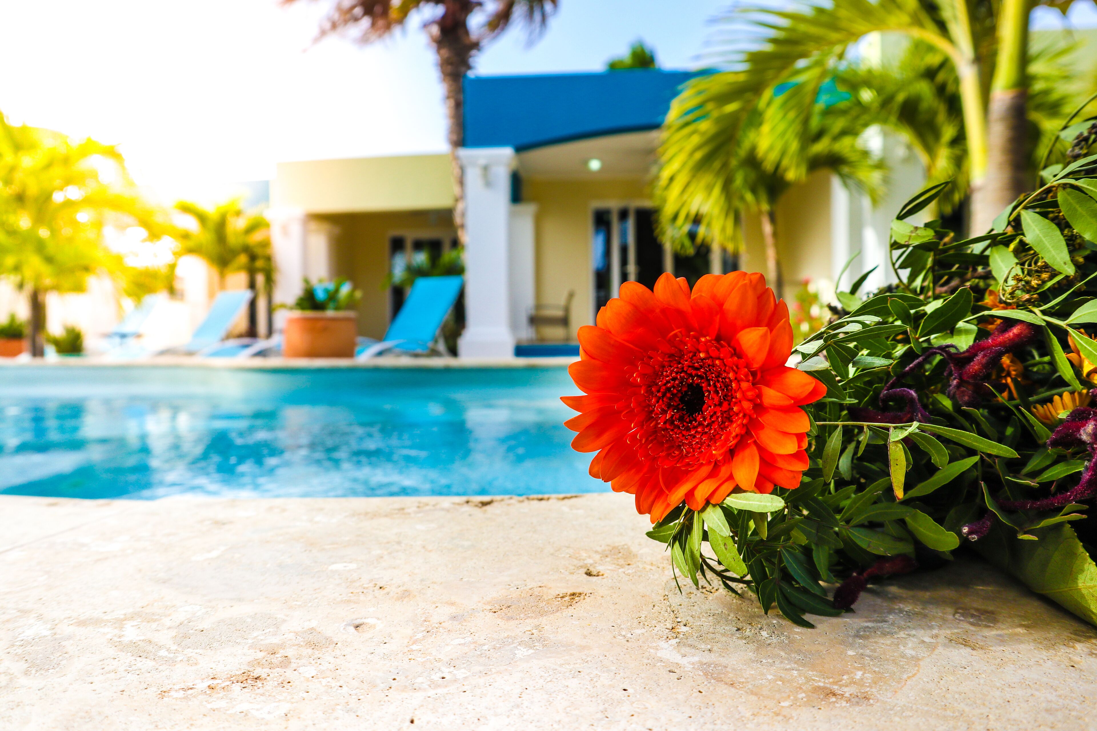 A pool area with a flower arrangement and lounge chairs.